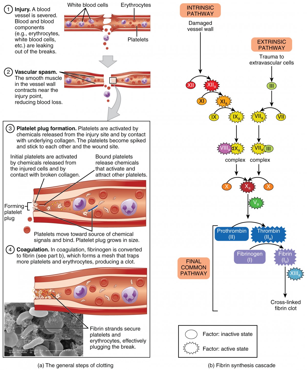 Blood Clotting Cascade